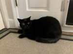 Rue - Domestic Cat For Sale - Jacksonville, FL, US