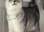 Chanel - Scottish Fold Kitten For Sale - 