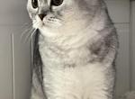 Maya - Scottish Fold Kitten For Sale - 