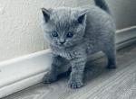 No name - British Shorthair Kitten For Sale - Eastvale, CA, US