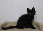 Hades - Maine Coon Kitten For Sale - NY, US