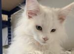 Levi - Maine Coon Kitten For Sale - Glenwood City, WI, US