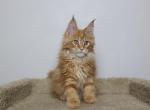 Osiris - Maine Coon Kitten For Sale - NY, US