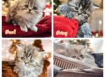 Princess Penelopes - Persian Kitten For Sale - Spring, TX, US