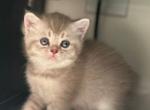 Anushka - British Shorthair Kitten For Sale - Boca Raton, FL, US