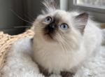 Cotton - Ragdoll Kitten For Sale - 