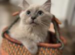 Jaxon - Ragdoll Kitten For Sale - 