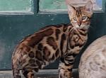 Moxie's Major Tom - Bengal Kitten For Sale - 