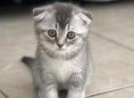 Miya 2 - Scottish Fold Kitten For Sale - Boca Raton, FL, US