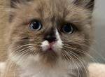 Nugget - Ragdoll Kitten For Sale - 