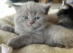 Benny - British Shorthair Kitten For Sale - Boca Raton, FL, US