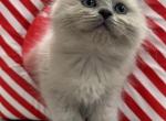 Mr Beans - Ragdoll Kitten For Sale - Hyde Park, NY, US