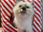 Frankie - Ragdoll Kitten For Sale - Hyde Park, NY, US