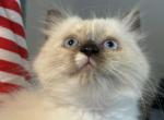 Frankie - Ragdoll Kitten For Sale - Hyde Park, NY, US