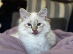 Alfie - Siberian Kitten For Sale - Lexington, MA, US