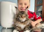 Available Maine Coon Kittens For Sale - Maine Coon Kitten For Adoption - Dallas, TX, US