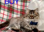 British Longhair kitty - Domestic Kitten For Sale - Westfield, MA, US