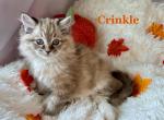 Crinkle - Ragdoll Kitten For Sale - 