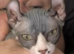 Elf Sphynx - Sphynx Kitten For Sale - Havana, FL, US