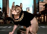 Elf  Sphynx - Sphynx Cat For Sale/Service - Havana, FL, US