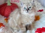 Cozy - Ragdoll Kitten For Sale - 