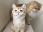 TICA registered Golden Chinchilla kitten - British Shorthair Kitten For Sale - Springfield, MA, US