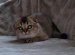 Strelka - Scottish Fold Kitten For Sale - 