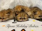 Golden male born September 16th - Persian Kitten For Sale - 