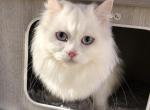 White female - Scottish Straight Kitten For Sale - Springfield, MA, US