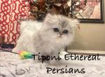 Silver Dollface girl and boy - Persian Kitten For Sale - 