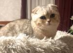 Scottish fold male - Scottish Fold Kitten For Sale - Springfield, MA, US