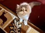 Jasmine - Persian Kitten For Sale - 