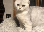 Scottish fold male silver - Scottish Fold Kitten For Sale - Springfield, MA, US