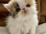 Duchess CFA Longhair Calico Exotic Persian - Exotic Kitten For Sale - Nampa, ID, US