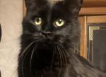 Solid black female - Maine Coon Cat For Sale - Springfield, MA, US