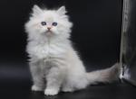 Siberian female - Siberian Kitten For Sale - Springfield, MA, US