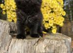 Smoke - Minuet Kitten For Sale - 