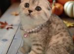 Godiva - Scottish Fold Kitten For Sale - Tacoma, WA, US