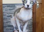 Federico - Sphynx Kitten For Sale - New York, NY, US