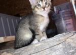 Lynxs litter - Maine Coon Kitten For Sale - PA, US