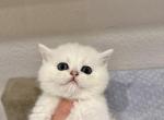 Little green - British Shorthair Kitten For Sale - Fontana, CA, US