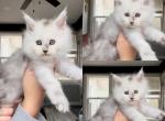 Female Kittens - Maine Coon Kitten For Sale - La Porte, IN, US