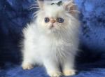 Himalayan Persian kitten - Himalayan Kitten For Sale - Long Beach, CA, US