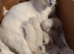 New Year's Siamese kittens - Siamese Kitten For Sale - Garner, NC, US