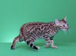 Mimi and Wally - Bengal Kitten For Sale - Malaga, NJ, US