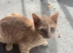 Muffin - Domestic Kitten For Sale - Four Corners, FL, US