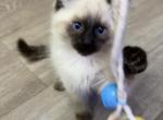 Simba - Balinese Kitten For Sale - Adams, WI, US