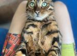 Rajah - Bengal Cat For Adoption - Columbus, OH, US