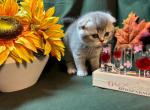 Sydney - Scottish Fold Kitten For Sale - 