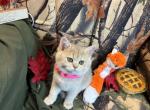 Toast - British Shorthair Kitten For Sale - 